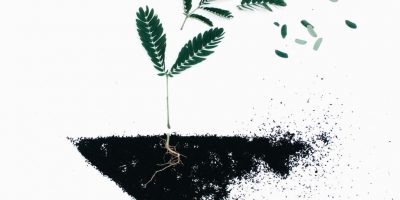 Rooting and Uprooting