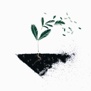 Rooting and Uprooting @ Parioli Psychological Group | Roma | Lazio | Italy